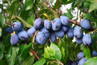 JOFELA® Heister – Baum- und Rebschule Schreiber